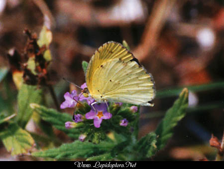 Eurema daira - Barred Yellow, Copyright 1999 - 2002,  Dave Morgan
