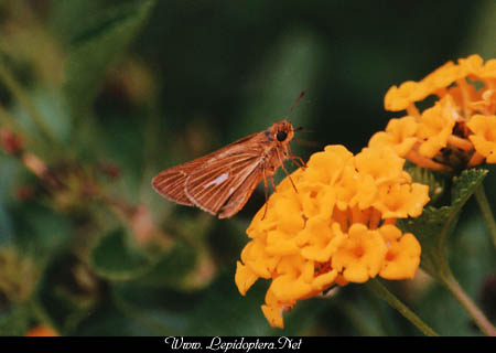 Panoquina panoquin - Salt Marsh Skipper, Copyright 1999 - 2002,  Dave Morgan