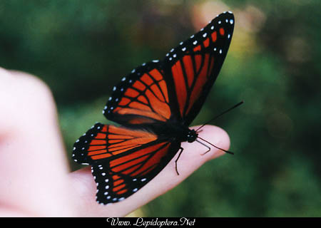 Limenitis archippus - Viceroy, Copyright 1999 - 2002,  Dave Morgan