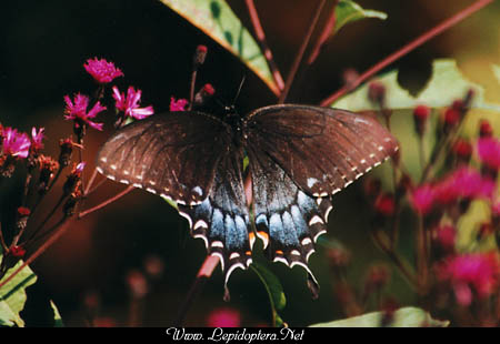 Papilio glaucus - Tiger Swallowtail, Dark form female, Copyright 1999 - 2002,  Dave Morgan