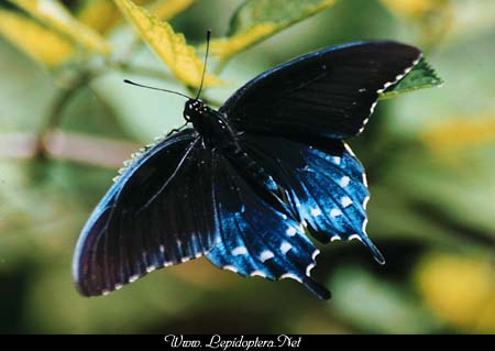 Battus philenor - Pipevine Swallowtail, Copyright 1999 - 2002,  Dave Morgan