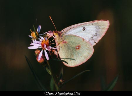 Colias eurytheme - Orange Sulphur, Hembra Blanca, Copyright 1999 - 2002,  Dave Morgan