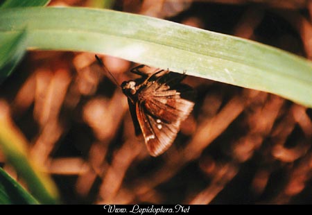 Lerema accius - Clouded Skipper, Ovipositing, Copyright 1999 - 2002,  Dave Morgan