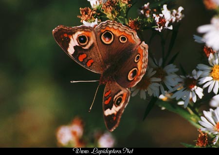 Junonia coenia - Buckeye, Copyright 1999 - 2002,  Dave Morgan