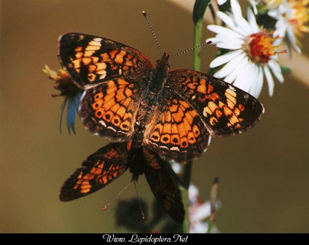 Phyciodes tharos - Pearl Crescent, Copyright 1999 - 2002,  Dave Morgan