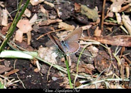 Zizina labradus - Australian Common Grass Blue, Copyright 1999 - 2002,  Dave Morgan