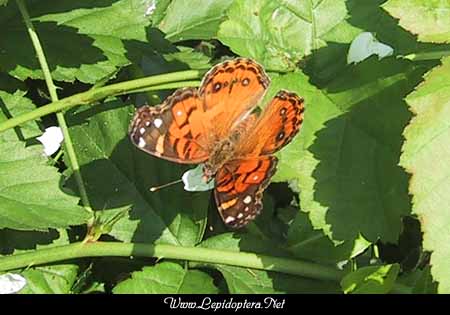 Vanessa virginiensis - American Lady, Copyright 1999 - 2002,  Dave Morgan