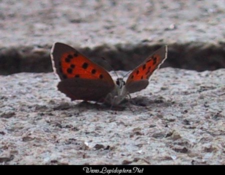 Lycaena phlaeas - Small Copper, Copyright 1999 - 2002,  Dave Morgan