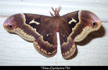 Callosamia angulifera - Tuliptree Silkmoth, Macho<br>Photo de Kay Morgan, Copyright 1999 - 2002,  Dave Morgan